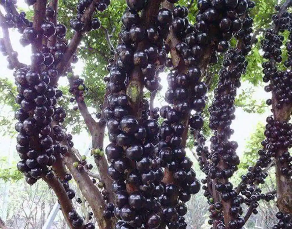 生活中不常见的水果