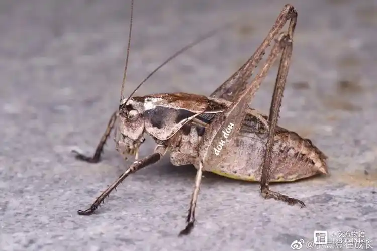 又名鼓翅拟蝈螽,俗称姐儿,扎嘴,产于我国东部,东北较多.