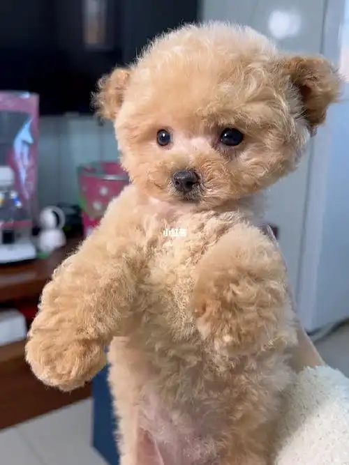 北京土著家庭香槟色飞耳泰迪视频不是假图