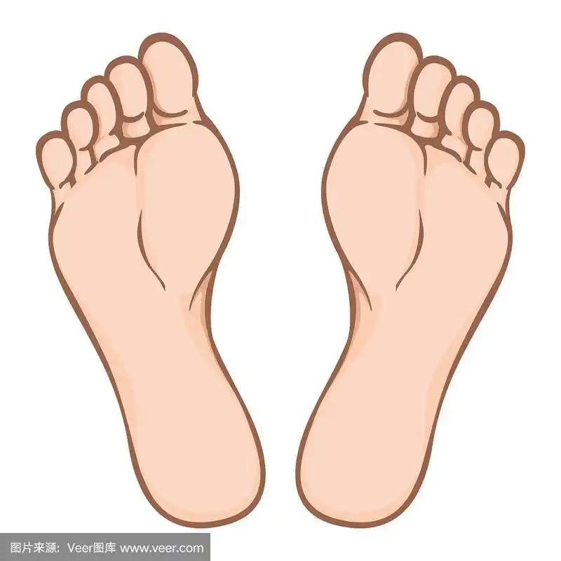 绘画插图,脚掌,完美,忠告,目录