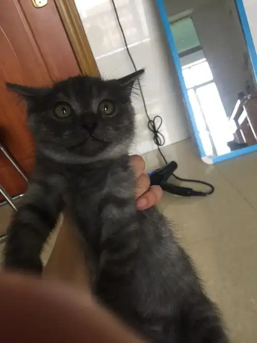 美短配英短配出来的小猫,找新家