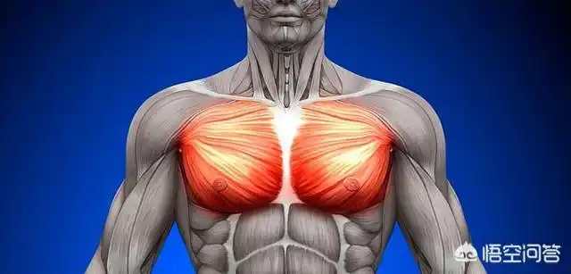 神问答|怎样把胸肌炼成方形?网友:肌肉形态好不好,骨骼决定一切
