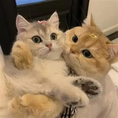 情头动物可爱一左一右高清超甜又萌又可爱的情侣头像图片