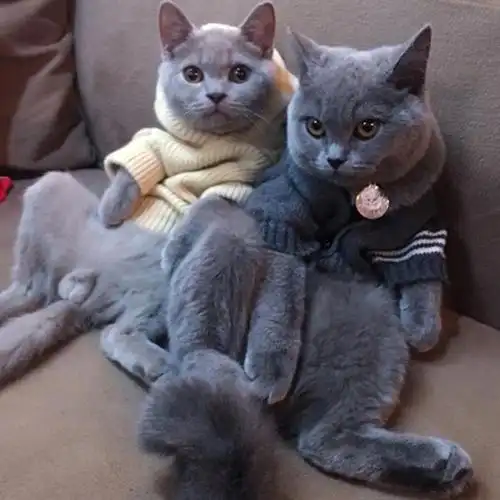 热销英短蓝猫活物