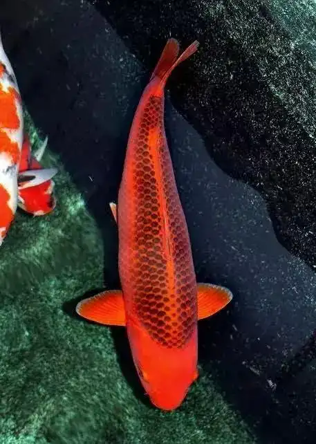 关于锦鲤的新年祝福语2021「经典」 _力贝号