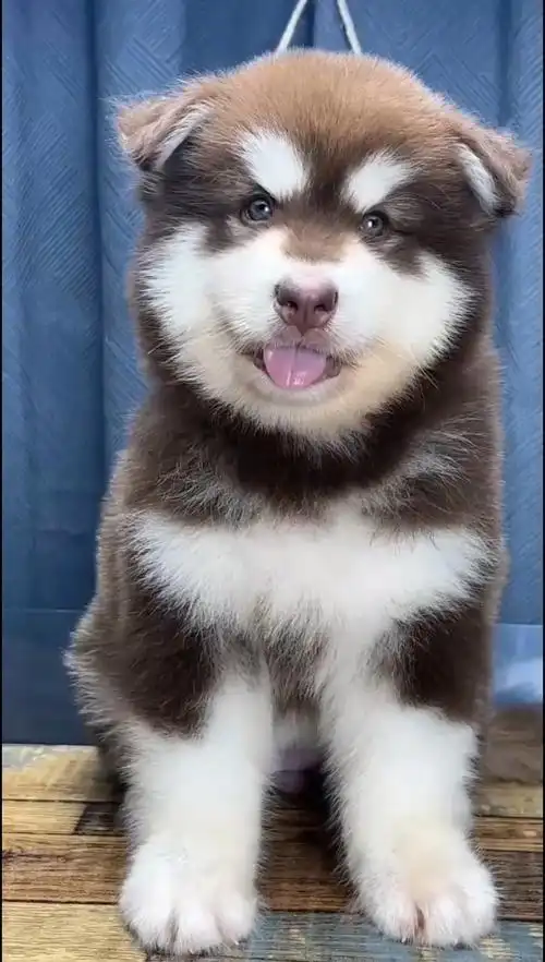 重庆本地犬舍繁殖纯种阿拉斯加