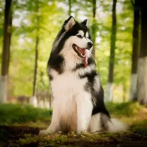 阿拉斯加雪橇犬宠物狗活物大型犬狗狗纯种小狗幼犬巨型阿拉斯加犬