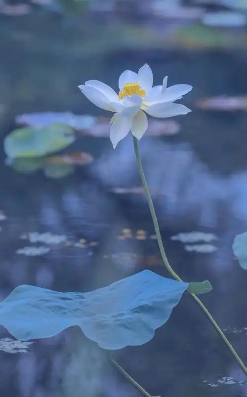 夏天池塘里的白荷花,图片大全,高清,图库-回车桌面