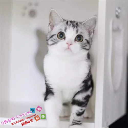出售美短加白起司猫美短银虎斑加白纯种美短立耳幼猫宠物猫活体e