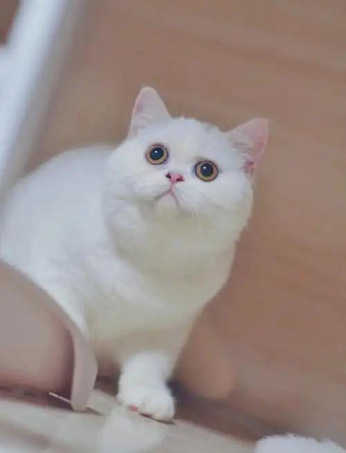 纯白色英国短毛猫胖云