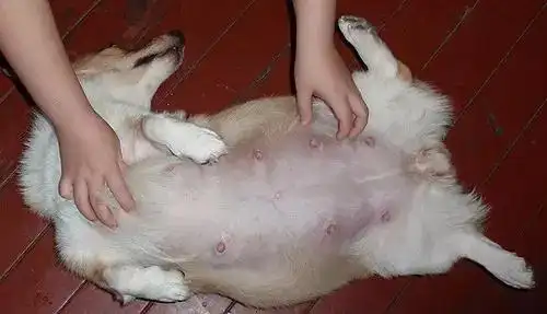 狗狗孕期会发生哪些变化?整个过程及需要注意什么?(2)