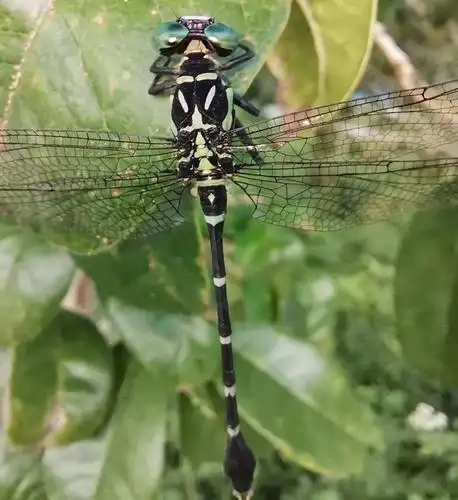 中国绿都 最氧三明丨将乐龙栖山发现中国最大蜻蜓
