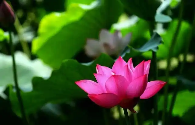 偈言 生在娑婆无量劫 八万四千陀罗尼 四大分离难忍受 善根福德遇佛法