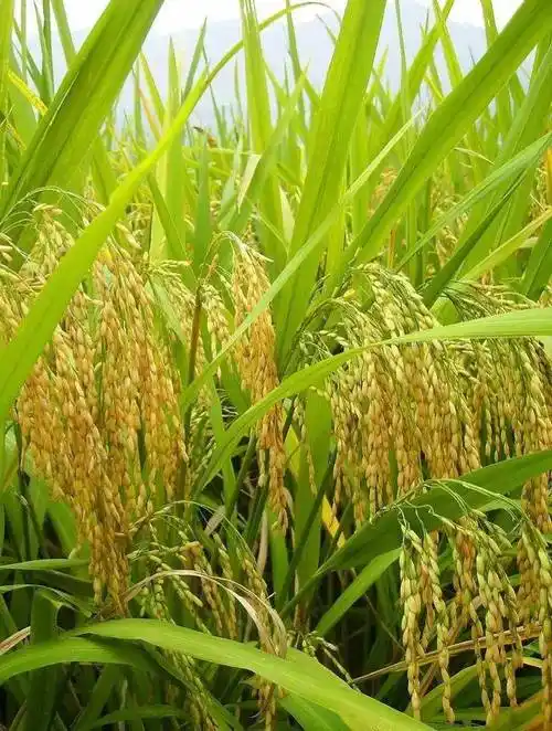 描写水稻的文案(禾下乘凉梦一稻一人生)