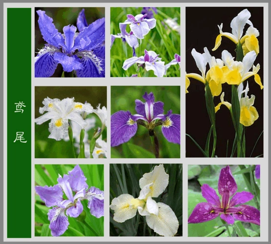 花名大全