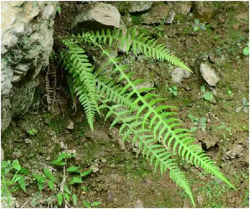 小叶金鸡尾巴草