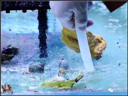珊瑚缸扁虫的处理
