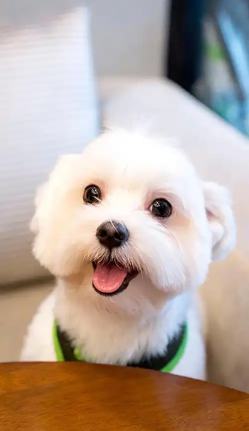 可爱狗狗高清壁纸