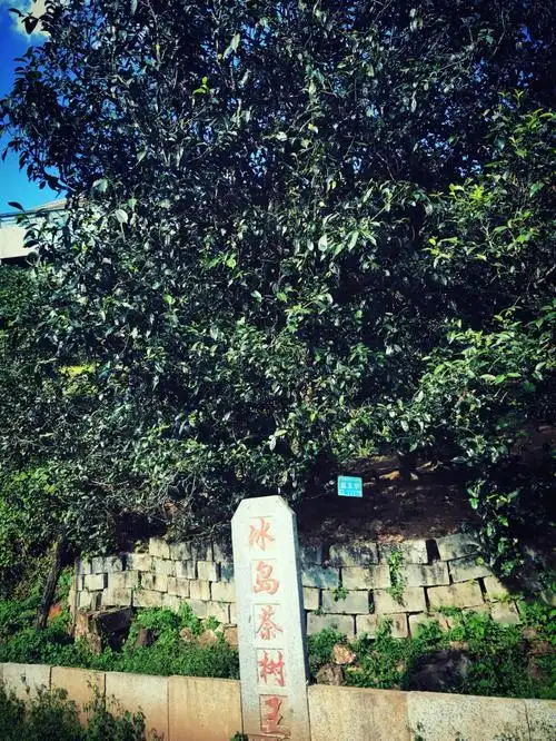 关于冰岛老寨的那些事