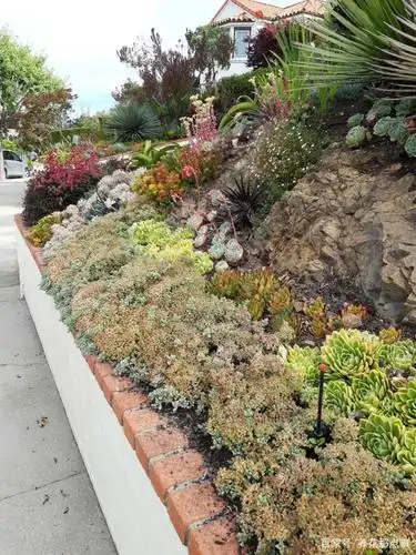 多肉成片地栽才能出效果,花10万做个花园,必定是网红打卡圣地