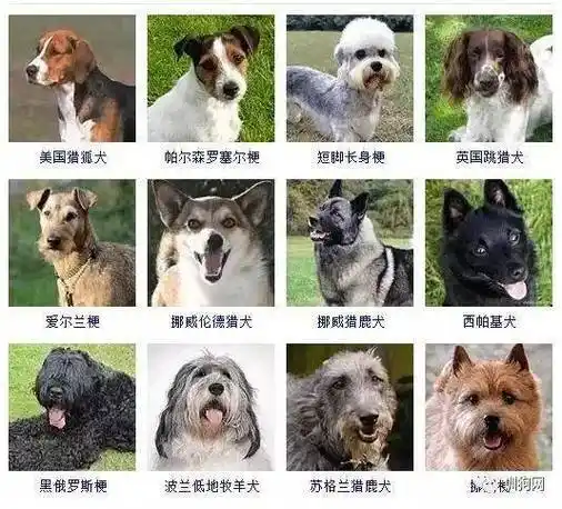 狗狗图片大全大图,100多种名犬排行图片_竞价网