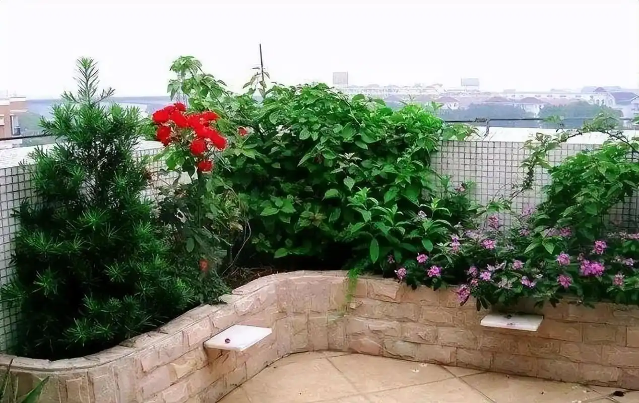 「干货」春和花香意随缘,庭院花池养护技巧