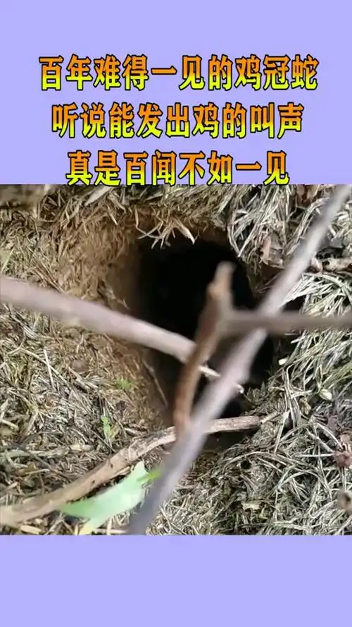 百年难得一见的鸡冠蛇,听说能发出鸡的叫声,真是百闻不如一见!