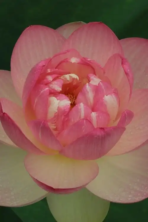 粉红色的莲花,水滴,黑暗 iphone 壁纸