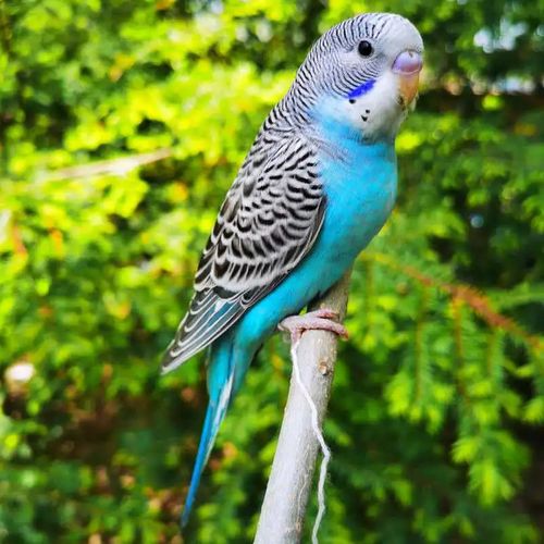 鹦鹉活鸟鸟活物玄风云斑鹦鹉中小型会说话鹦鹉活体物宠物虎皮鹦鹉