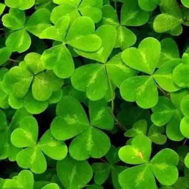 幸运草头像图片大全寓意好运幸运植物头像头像屋