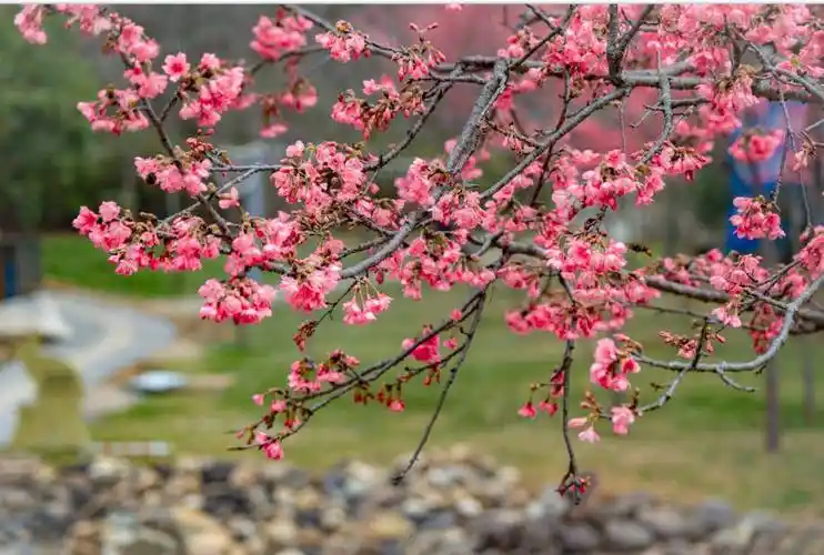厦门春日赏花地图→_花海_樱花_海沧