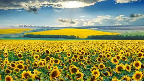 清晨阳光大海唯美句子 7