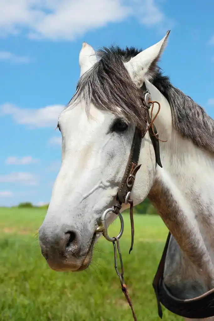 马的肖像,肖像的马缰绳用耳朵奠定了,在背景中的白云草和蓝色天空的
