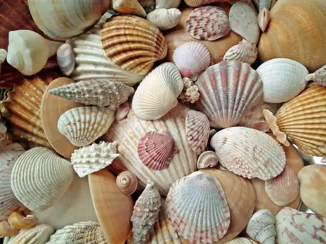 漂亮纹理贝壳图片