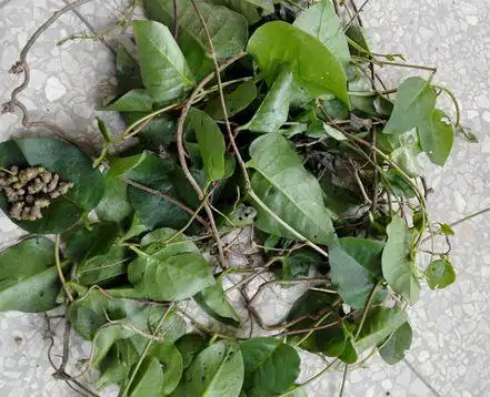 田七叶子的吃法,田七叶子的吃法与禁忌(农村称"刀伤药")