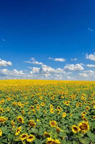 黄色的向日葵对抗蓝天