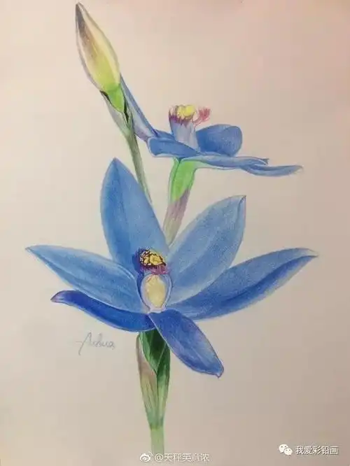 【彩铅手绘蓝雀花】作者:新浪微博@天秤笑意浓