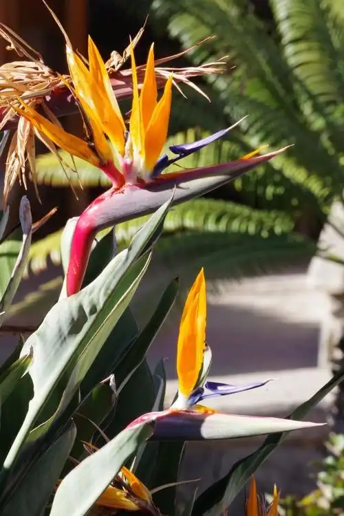 天堂鸟与鹤望兰:同一种植物的不同称谓及其养护要点