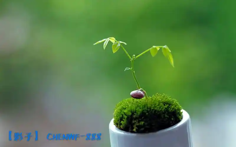 护眼壁纸 微信聊天背景 【影子】 chenwf-888