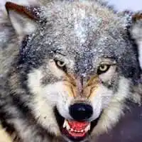 霸气凶残的狼的头像_微信头像图片大全