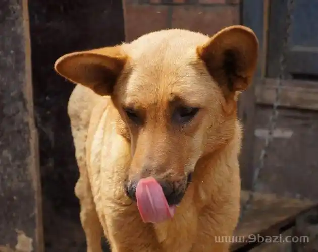 94女狗和96男鼠合不合,1996年1月14出生的属鼠女与1994年出_八字合婚