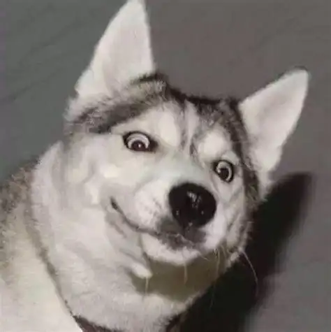 哈士奇图片搞笑表情包_抖音哈士奇狗头表情包2022已更新(今日/热点)-u