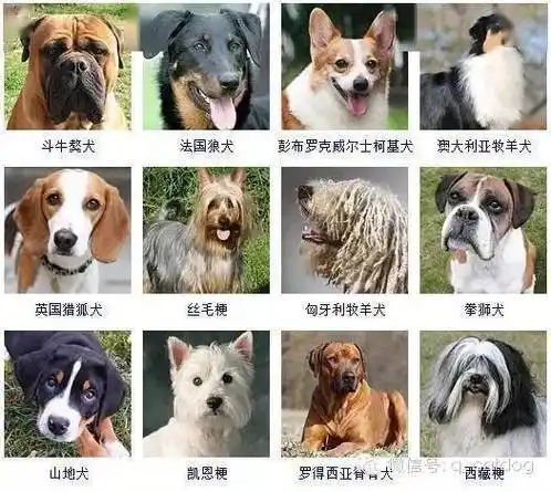 178种狗狗先来认识一下,你认识多少?