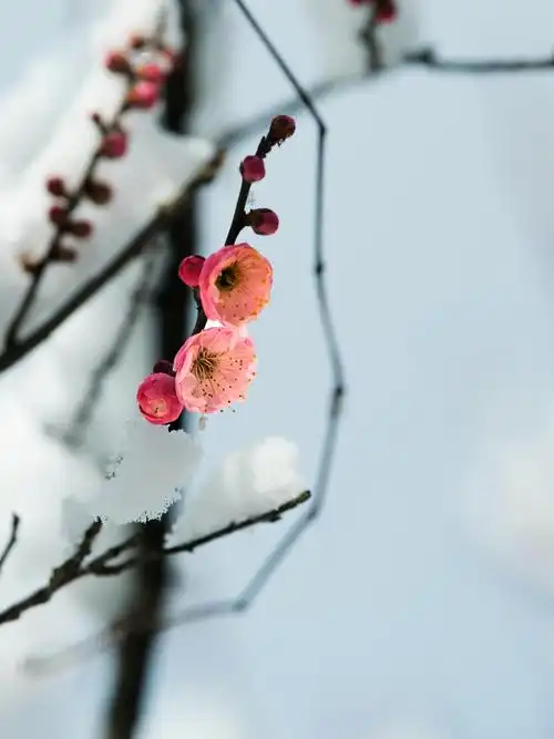 红梅傲雪