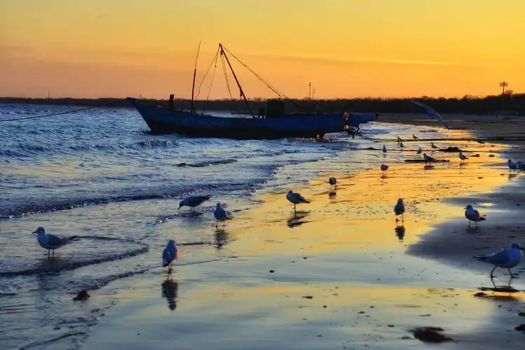 悠然自得,沙滩是海鸥的嬉戏之地.