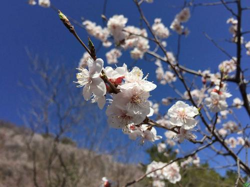 海报画 写真贴画 壁纸贴纸 桃树桃子画 大幅贴图客厅卧室桃花