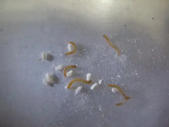 p>黄粉虫俗名面包虫,为鞘翅目拟步行科粉甲属的昆虫.