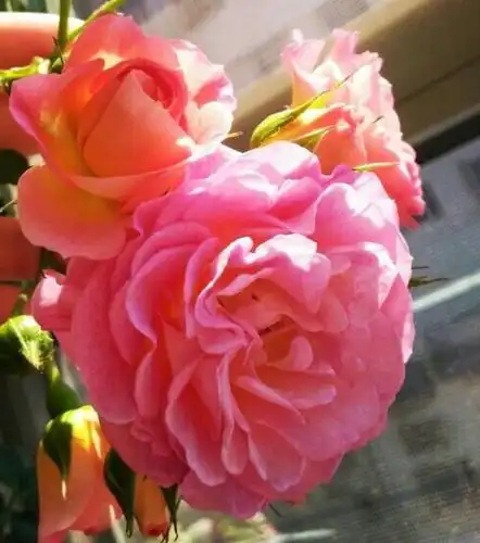 月季品种"小魔女甜心"真的超级甜