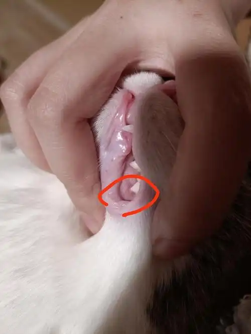 讨论六个半月崽崽上臼齿似乎给下牙龈戳出个小肉87了