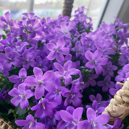 风铃进口阳台室内养活盆栽易养活丹麦开花四季时令草本花卉